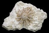 Cretaceous Fossil Urchin (Salenia) - Missour, Morocco #240000-1